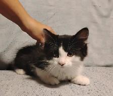 KITTENS FOR SALE!! - Photo 7