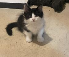KITTENS FOR SALE!! - Photo 8