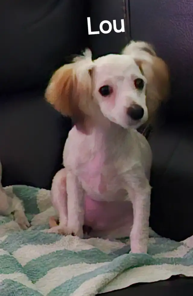 MALTIPOO, ÉLEVAGE ENTIER, OPPORTUNITÉ D'AFFAIRE