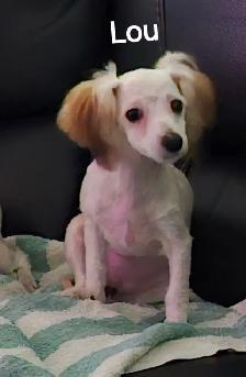 MALTIPOO, ÉLEVAGE ENTIER, OPPORTUNITÉ D'AFFAIRE