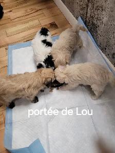 MALTIPOO, ÉLEVAGE ENTIER, OPPORTUNITÉ D'AFFAIRE - Photo 2