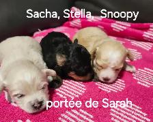 MALTIPOO, ÉLEVAGE ENTIER, OPPORTUNITÉ D'AFFAIRE - Photo 4