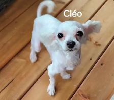 MALTIPOO, ÉLEVAGE ENTIER, OPPORTUNITÉ D'AFFAIRE - Photo 5