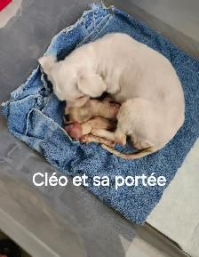 MALTIPOO, ÉLEVAGE ENTIER, OPPORTUNITÉ D'AFFAIRE - Photo 6