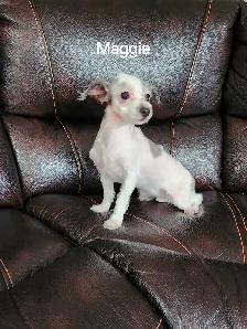 MALTIPOO, ÉLEVAGE ENTIER, OPPORTUNITÉ D'AFFAIRE - Photo 7