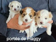 MALTIPOO, ÉLEVAGE ENTIER, OPPORTUNITÉ D'AFFAIRE - Photo 8