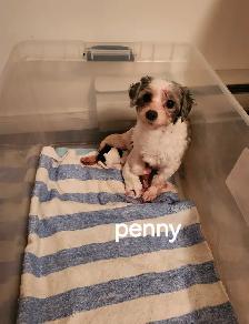 MALTIPOO, ÉLEVAGE ENTIER, OPPORTUNITÉ D'AFFAIRE - Photo 9