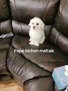 MALTIPOO, ÉLEVAGE ENTIER, OPPORTUNITÉ D'AFFAIRE - Photo 10