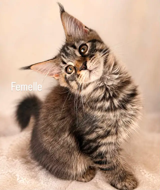 Purebreed Mainecoon Kitten
