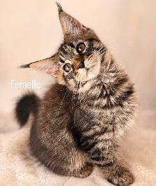 Purebreed Mainecoon Kitten