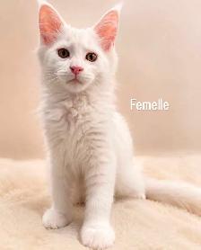 Purebreed Mainecoon Kitten - Photo 2