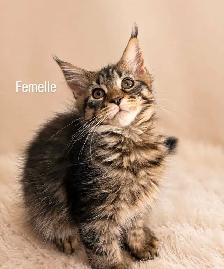 Purebreed Mainecoon Kitten - Photo 3