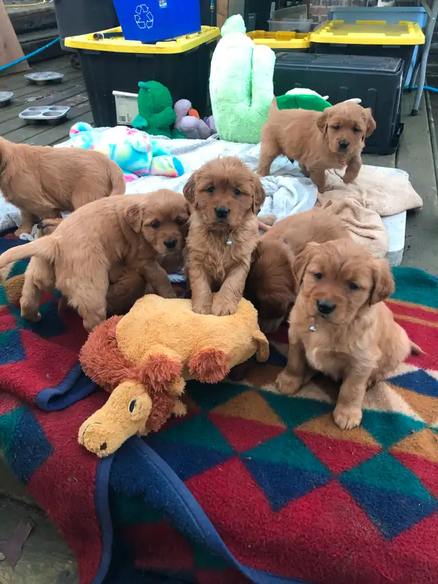 Golden Retriever Puppies
