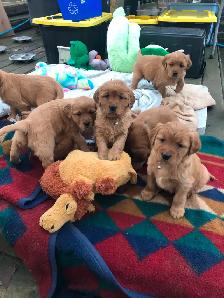 Golden Retriever Puppies