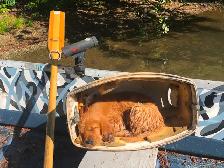 Golden Retriever Puppies - Photo 2