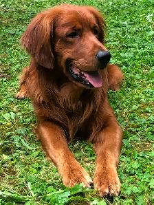 Golden Retriever Puppies - Photo 3