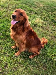 Golden Retriever Puppies - Photo 4