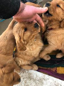 Golden Retriever Puppies - Photo 5