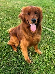Golden Retriever Puppies - Photo 7