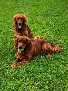 Golden Retriever Puppies - Photo 8