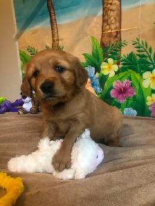 Golden Retriever Puppies - Photo 9