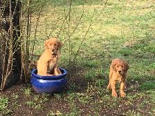 Golden Retriever Puppies - Photo 10