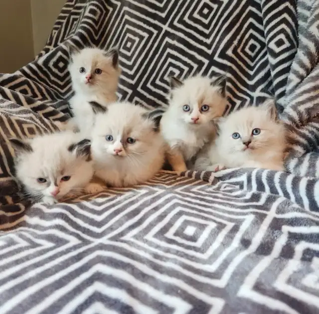 Ragdoll Kittens