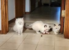 Ragdoll Kittens - Photo 2