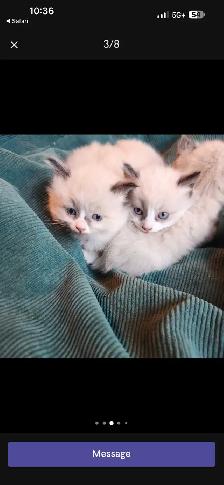 Ragdoll Kittens - Photo 3