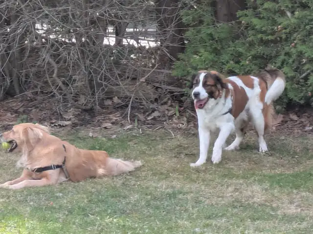 Dog Walker/Sitter