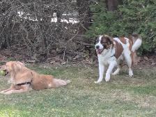 Dog Walker/Sitter