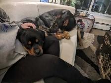 Dog Walker/Sitter - Photo 2