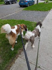 Dog Walker/Sitter - Photo 3