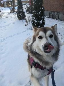 Dog Walker/Sitter - Photo 4