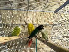 conure Sun cheeks male. - Photo 6