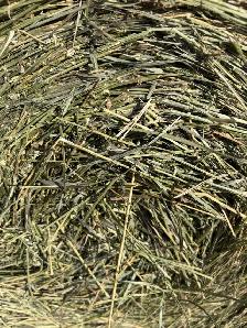 Second Cut Hay Bales - Photo 2