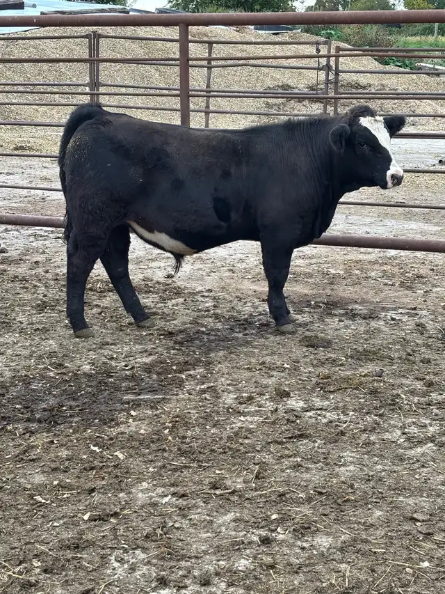 4H STEERS