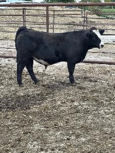 4H STEERS