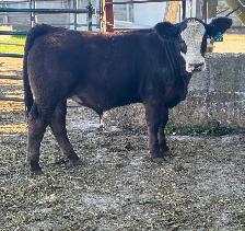 4H STEERS - Photo 2