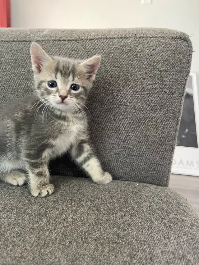 Male Turkish angora mixed kitten