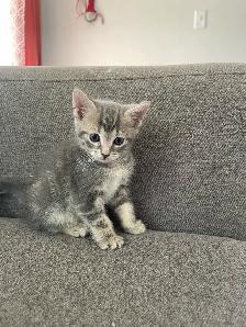 Male Turkish angora mixed kitten - Photo 2