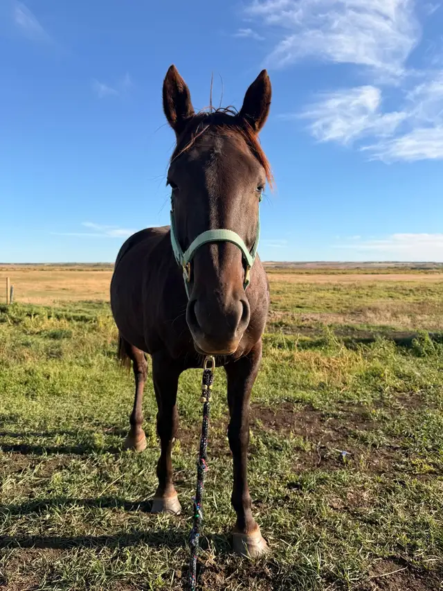 Sweet Cleveland Bay/Quarter horse mare