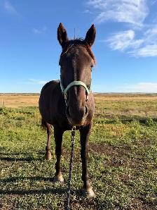 Sweet Cleveland Bay/Quarter horse mare