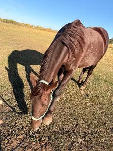 Sweet Cleveland Bay/Quarter horse mare - Photo 2