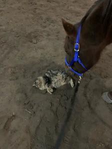 Sweet Cleveland Bay/Quarter horse mare - Photo 3