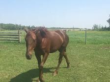 Sweet Cleveland Bay/Quarter horse mare - Photo 4
