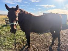 Sweet Cleveland Bay/Quarter horse mare - Photo 5