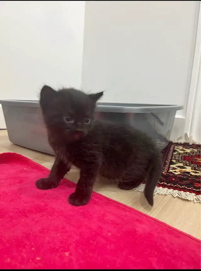 Kittens For Sale