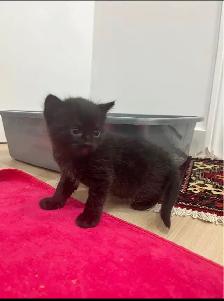 Kittens For Sale
