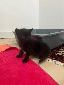 Kittens For Sale - Photo 2